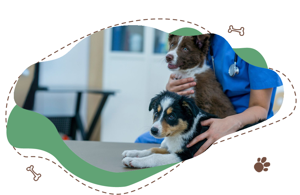 4-Motivi-Salute-Benessere-Cane