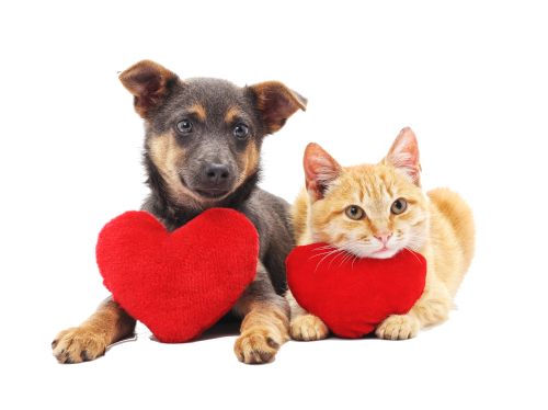 cane_gatto_cuori_crocchette_mobile