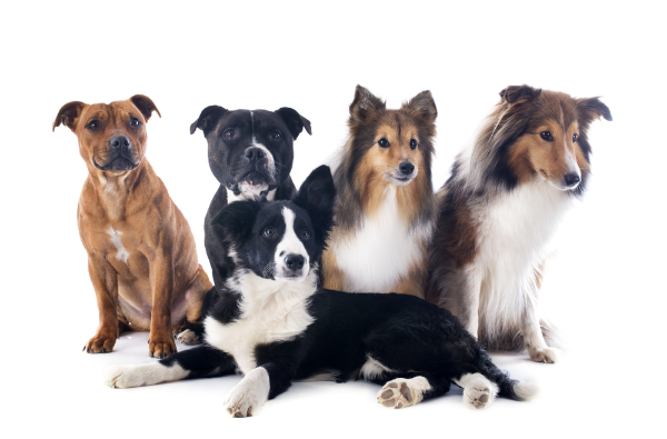 gruppo-cani-chiusura-mobile